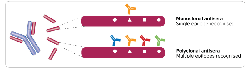 Polyclonal Vs Monoclonal