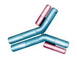 Intact Immunolglobulin