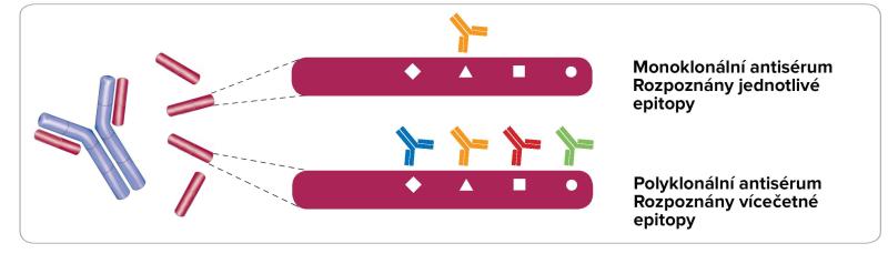 Monoclonal vs Polyclonal epitopes