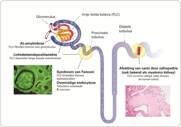 Renal Overview