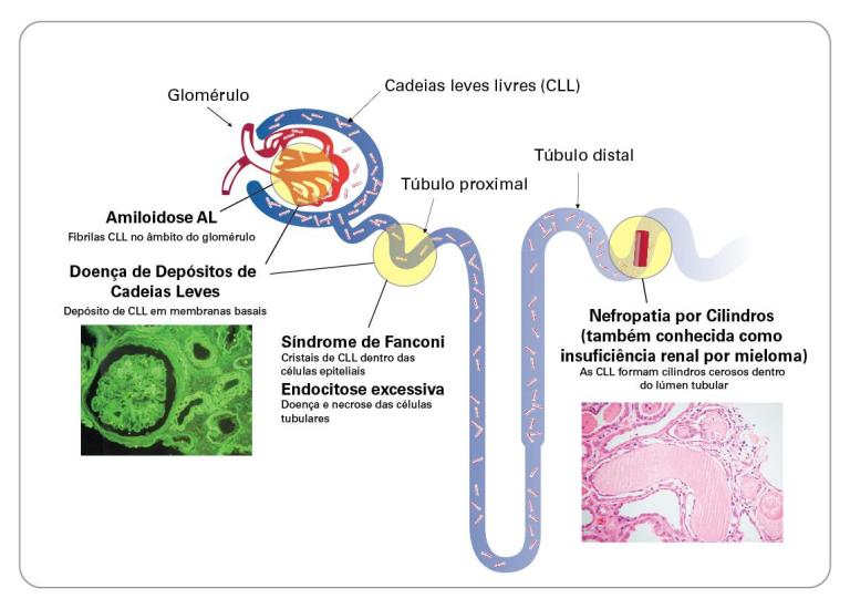 Renal Overview