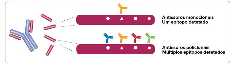 Polyclonal vs Monoclonal epitopes