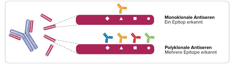 Polyclonal vs Monoclonal Epitopes