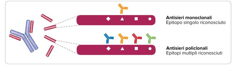 Monoclonal vs polyclonal epitopes