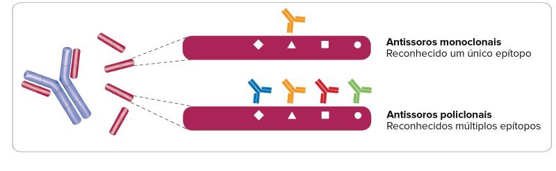 Monoclonal vs polyclonal epitopes