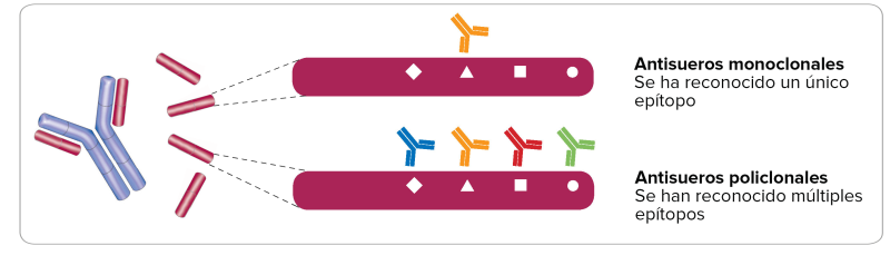 Polyclonal vs Monoclonal epitopes